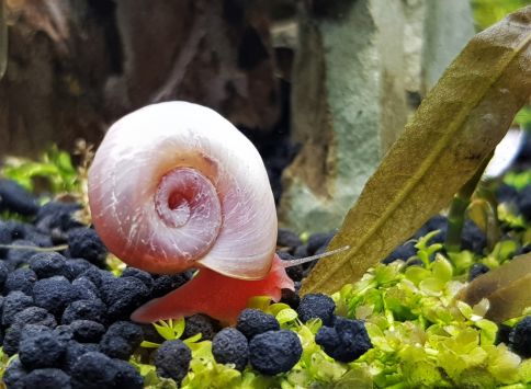 $8 Juvenile Red Ramshorn Snails (S Grade)