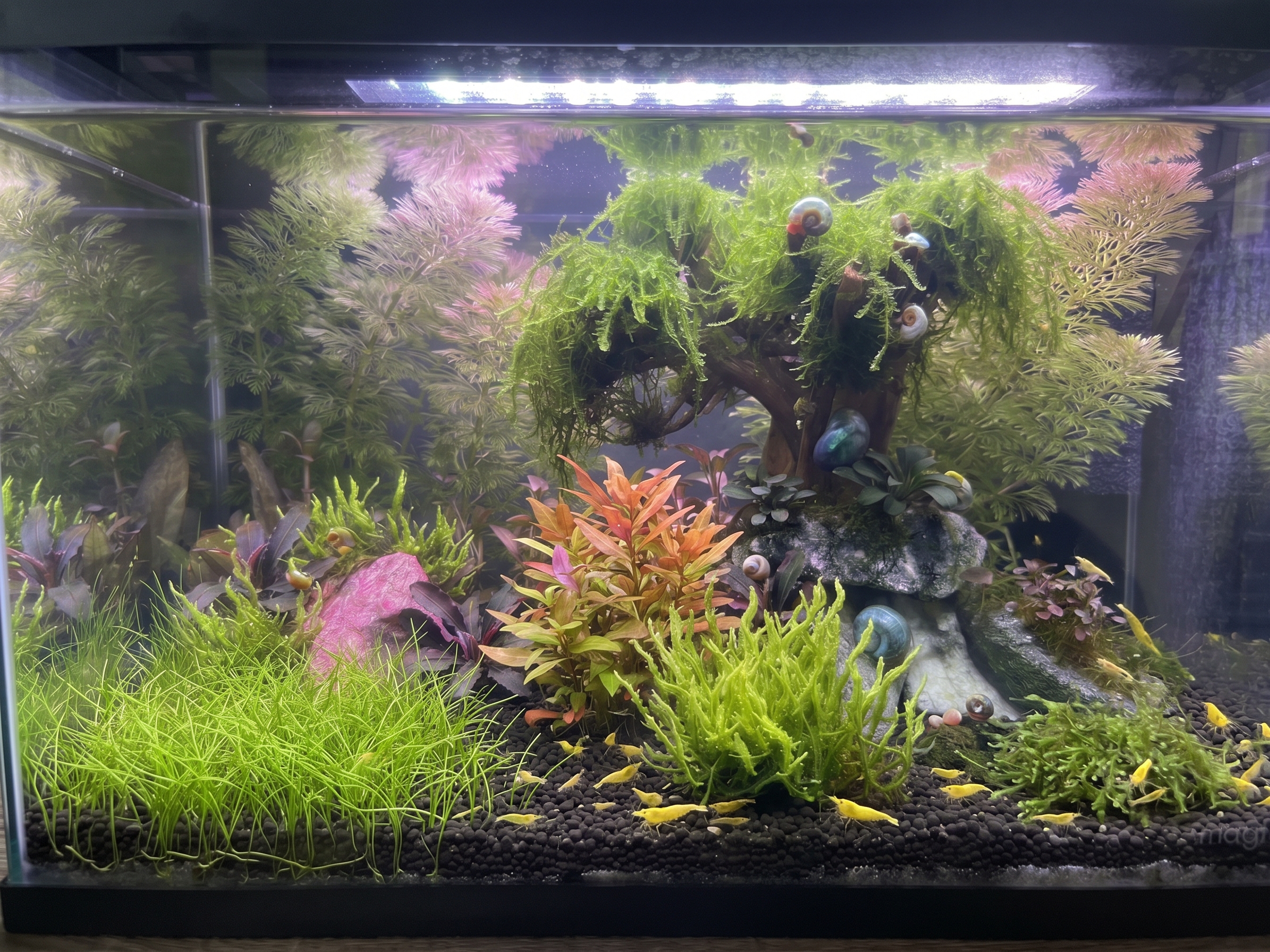 $12 Juvenile Golden Back Shrimp