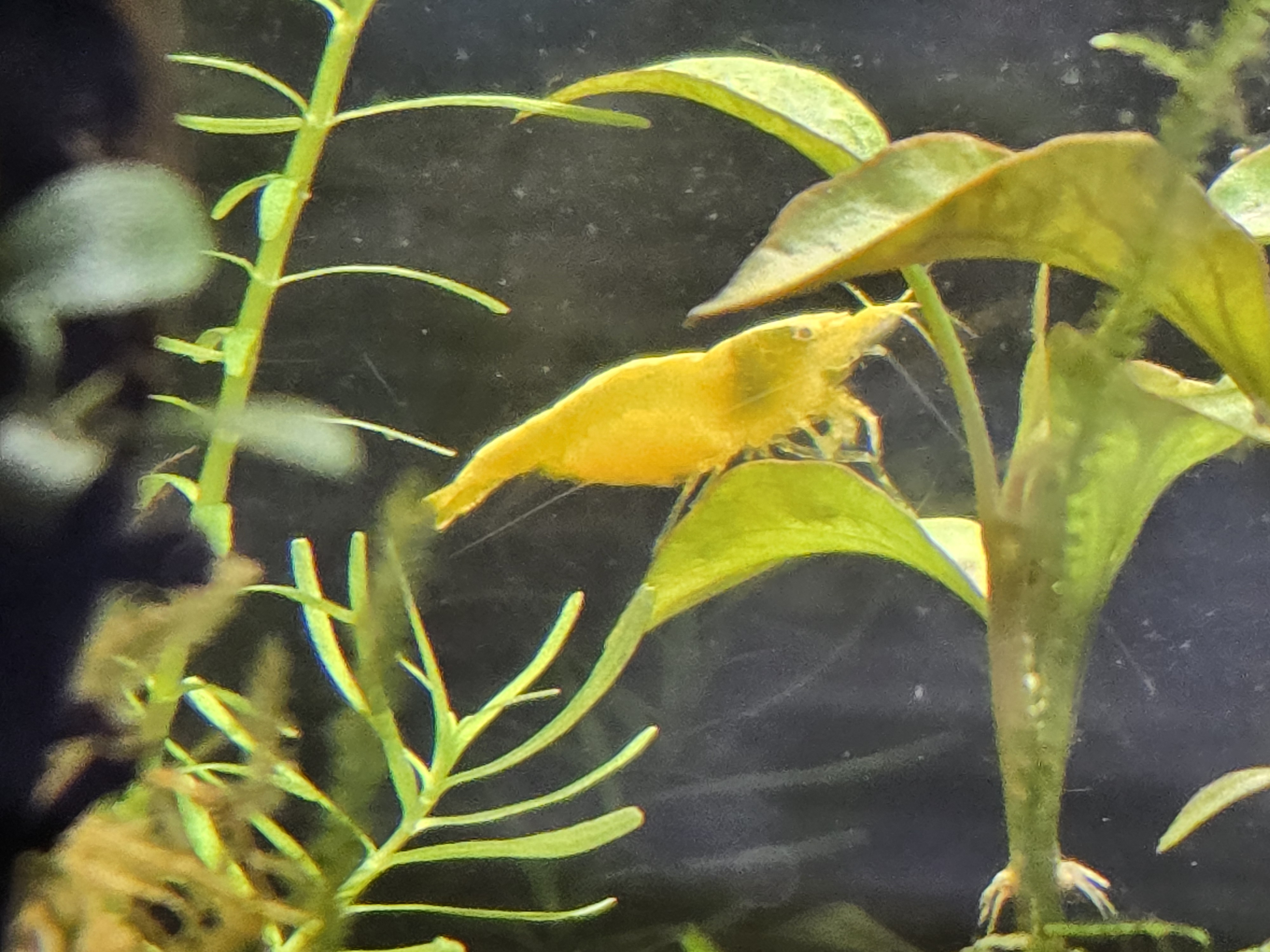 Golden Back Yellow Eye Shrimp (Juvenile) for sale in Bradenton