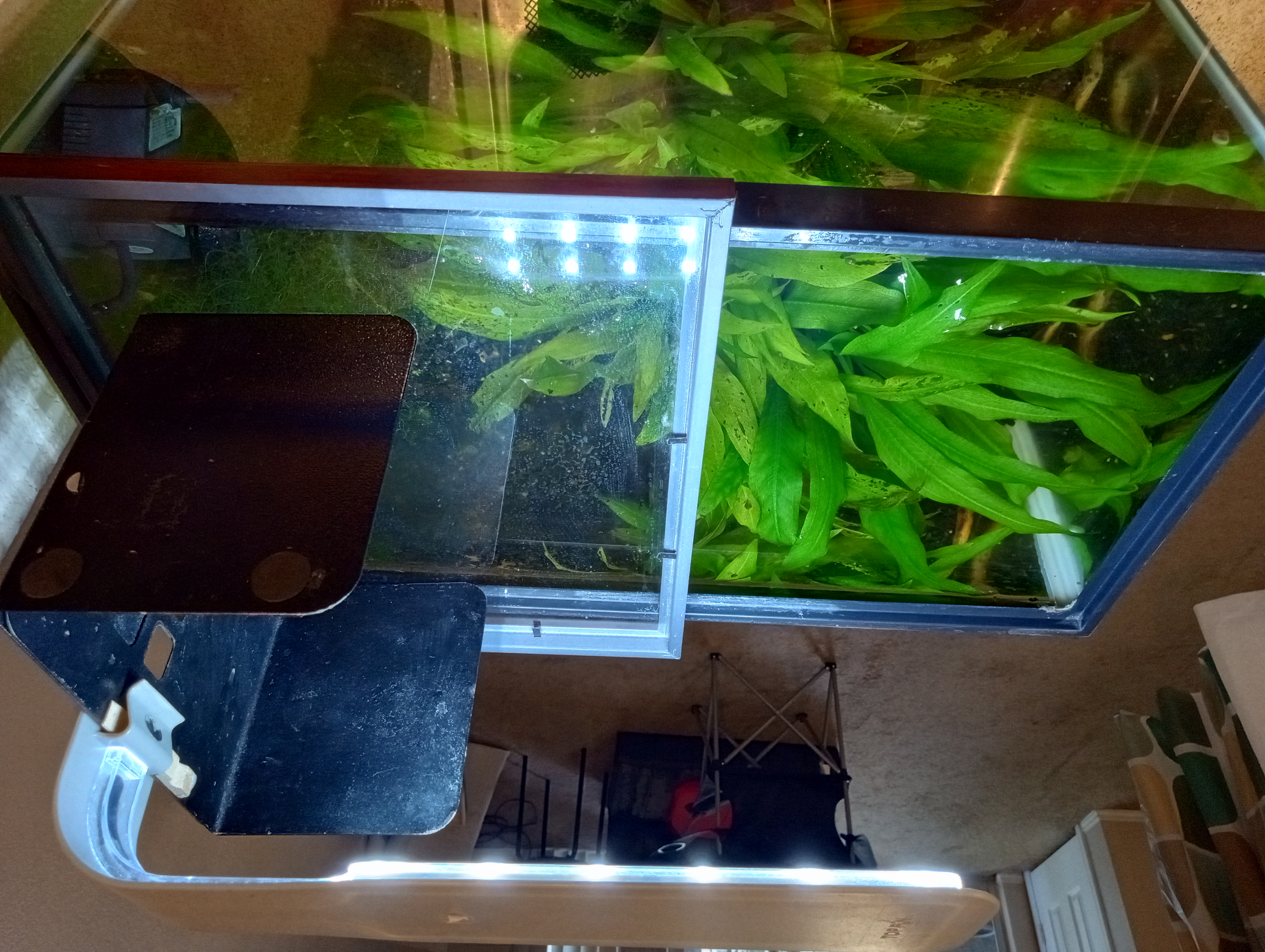 Amazon swords and ramshorn snail tank