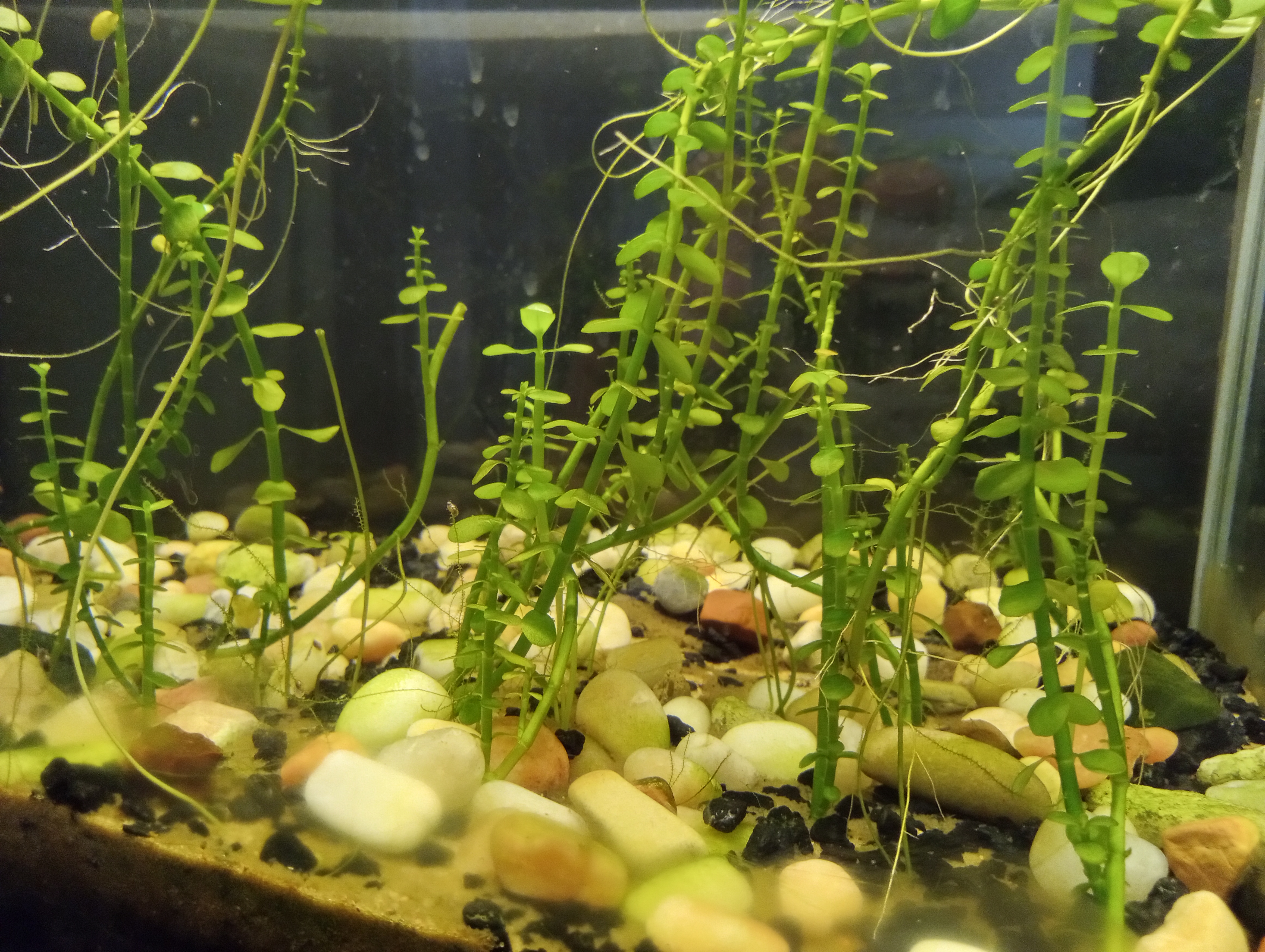 5 gallon planted tank